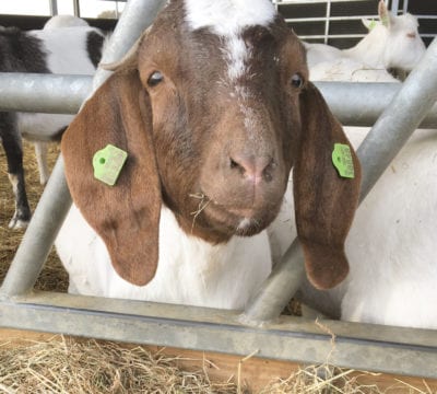 Beleef de boerderij