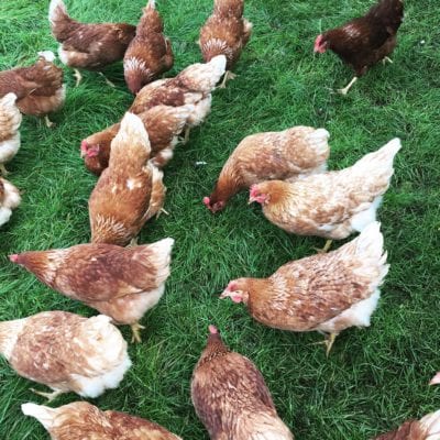 Beleef de boerderij