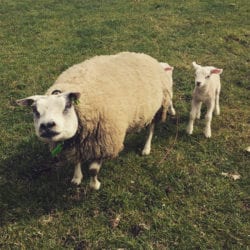 schapen 1