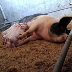 varkens 1