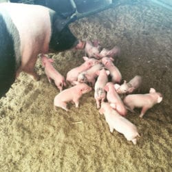 varkens 2